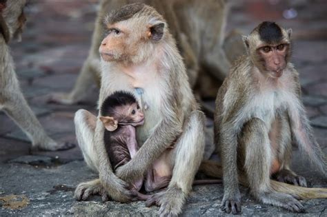 'CDC failed to warn public', Monkeys transported to US from Cambodia ...