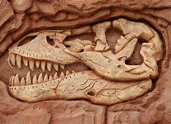 Résultat d’images pour fossiles dinosaure