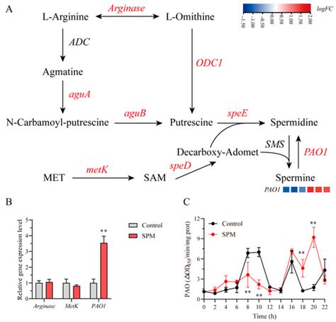 Spermine Promotes the Formation of Conchosporangia in Pyropia ...