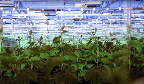 Greenhouse Agriculture 的图像结果