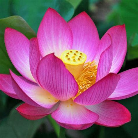 STALK OF THE LOTUS (NELIMBO NUCIFERA) - Kerala Naturals