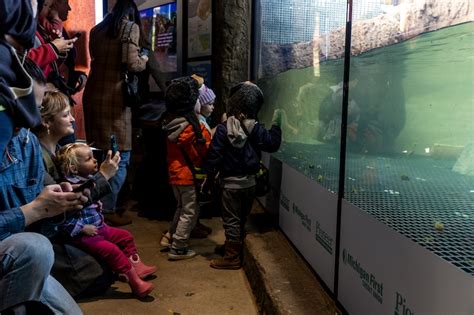 John Ball Zoo’s first-ever pygmy hippo calf makes public debut - mlive.com
