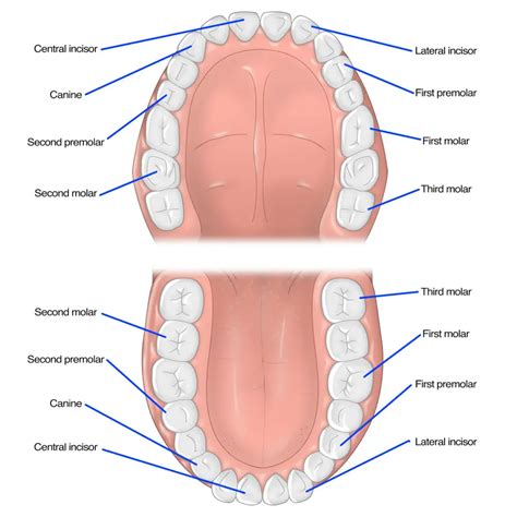 Image result for Tooth Eye Connection