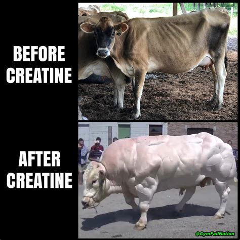 25 Gym Humor Memes That’ll Help You Burn Fat with Every Chuckle! - Funny