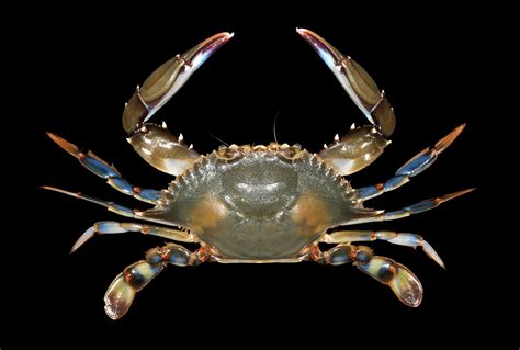 Crab Database · Crabs · Genus Callinectes