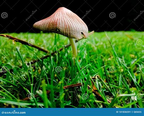 Mushrooms on the grass stock image. Image of othersnwas - 101836591