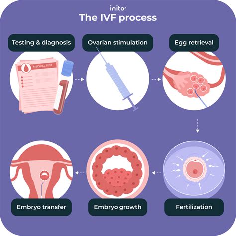 Image result for IVF Process Explained