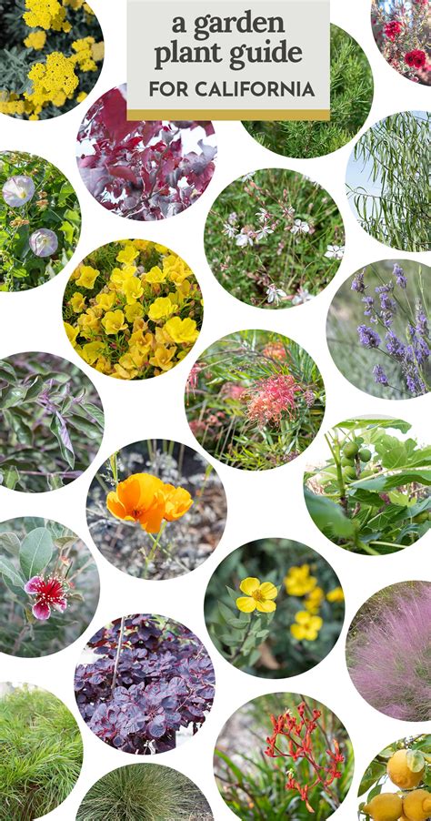 Southern California Native Plant Guide