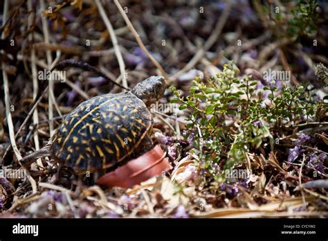 Image result for Female Box Turtle