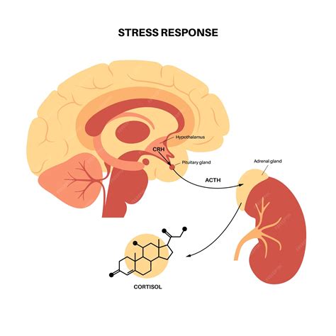 Système de réponse au stress. Axe hypothalamo-hypophyso-surrénalien ...