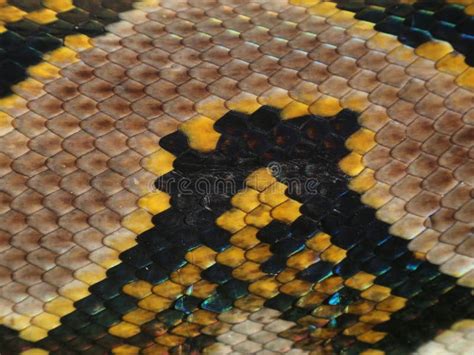 Image result for Python Skin Frieze Pattern