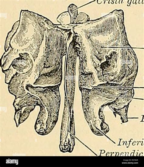 . Anatomy, descriptive and applied. Anatomy. THE ETHMOID BONE 97 upper ...
