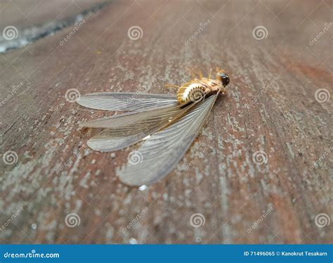 Winged Reproductive Termites (swarmers) on Wet Wooden Floor Stock Image ...