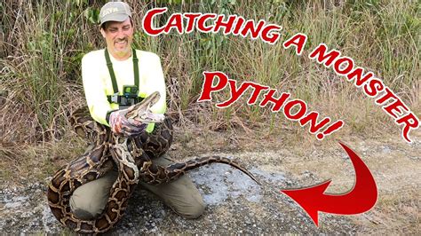 Image result for Catching Python's