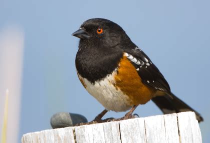 Image result for Exploding Bird