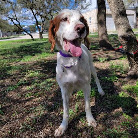 Home - Southwest English Setter Rescue