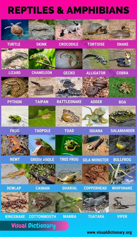Reptiles helpful list of 27 names of reptiles in english – Artofit