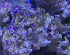 coralline 的图像结果