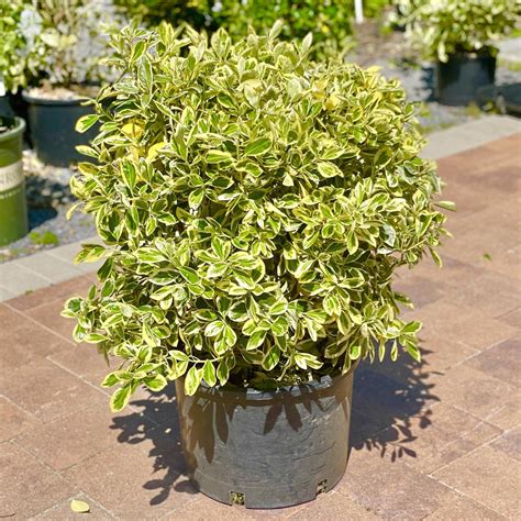 Euonymus - Silver King - 5 gallon
