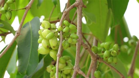 Image result for Java Plum Fruit Tree