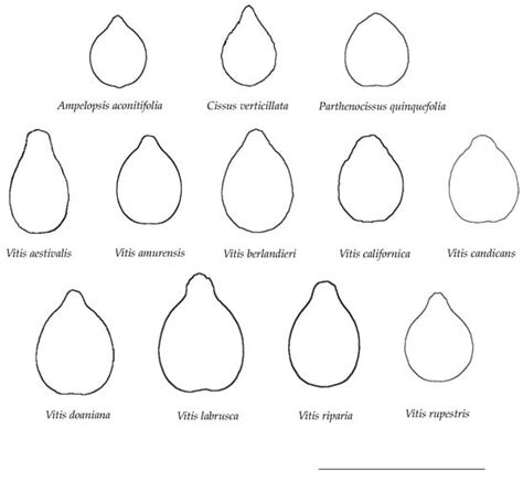 Seed Morphological Analysis in Species of Vitis and Relatives