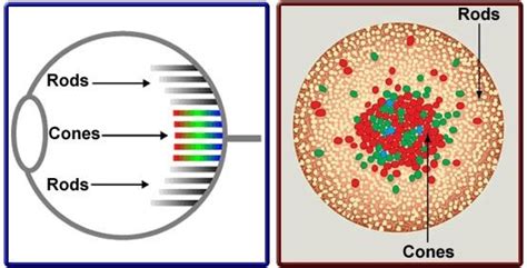 Image result for Colour Vision Deficiency Causes