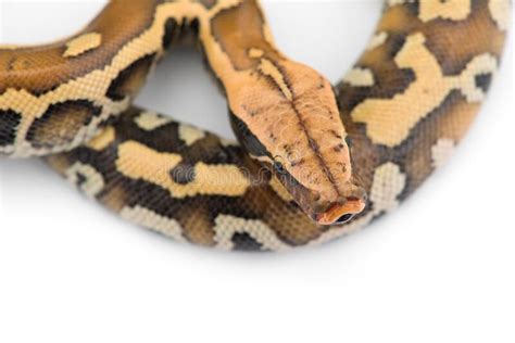 Short Tail Python Complex 的图像结果
