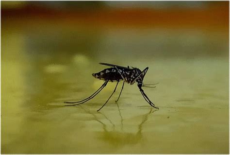 Dengue Chikungunya spread in rainy season know symptoms prevention and ...
