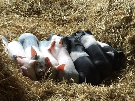 PLAYDALE FARM PARK (2026) All You Need to Know BEFORE You Go (with ...