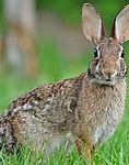 Image result for What Does a Wild Rabbit Nest Look Like