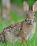 Image result for Wild Rabbits Nesting