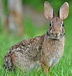 Image result for Three Baby Wild Rabbits