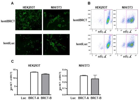 The BRCT Domain from the Homologue of the Oncogene PES1 in Leishmania ...