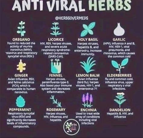 herbal remedies 3 houses