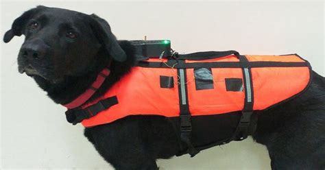 Haptic Vest Allows For Remote And Quick Commands to Dogs - MobyGeek.com
