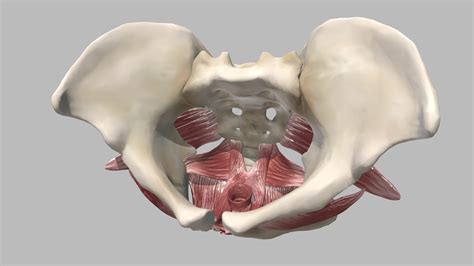 Female Pelvic Floor Muscles - Buy Royalty Free 3D model by Aimee ...