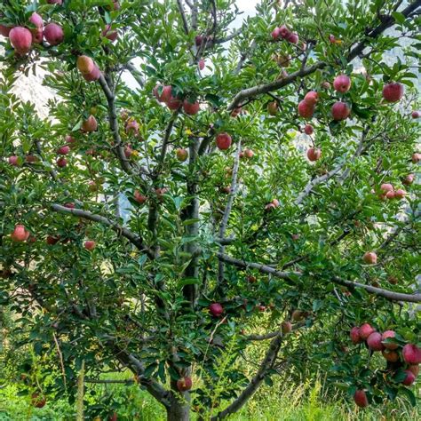 Seb Kahan Se Aaya Hai: Know Apple History, The Incredible Origin Story ...