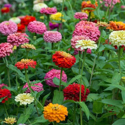 Buy Zinnia Mixed Seeds Online – Bombay Seeds