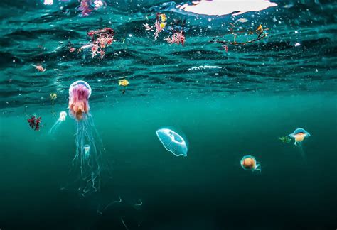 The Open Ocean Ecosystem from Top to Bottom — The Marine Diaries