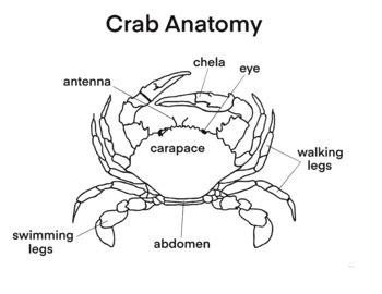 Biology - Anatomy of a Crab by Jeannie Teacher | TPT