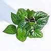 UGAOO Betel Leaf Magai Paan Plant with Self Watering Pot (6-12 Inch ...
