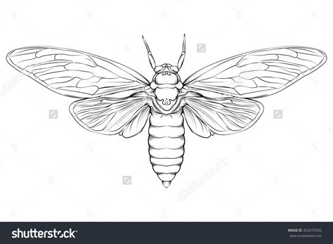 Moth Line Drawing at PaintingValley.com | Explore collection of Moth ...