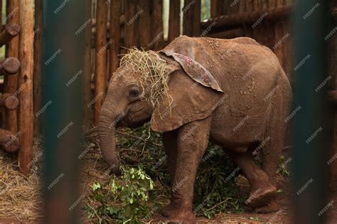 Premium Photo | African elephant calf in a zoo in nairobi national park ...