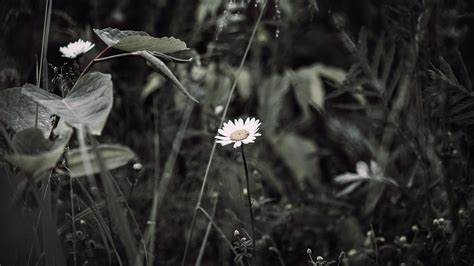 Green 的图像结果