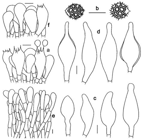 Four New Species of Strobilomyces (Boletaceae, Boletales) from Hainan ...