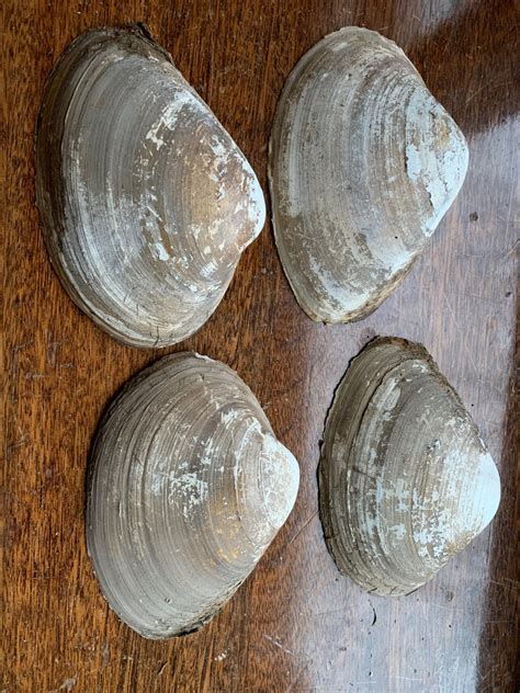 Image result for Large Clam Shells