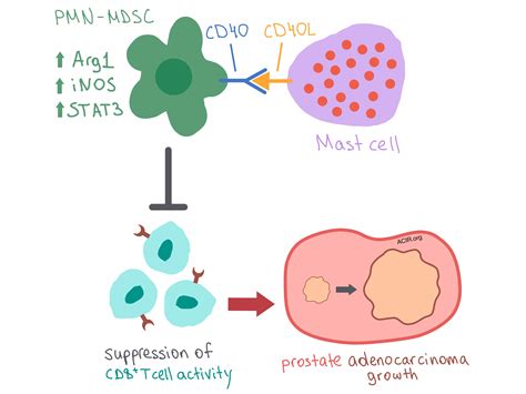 Mast cells subvert immune response in prostate cancer