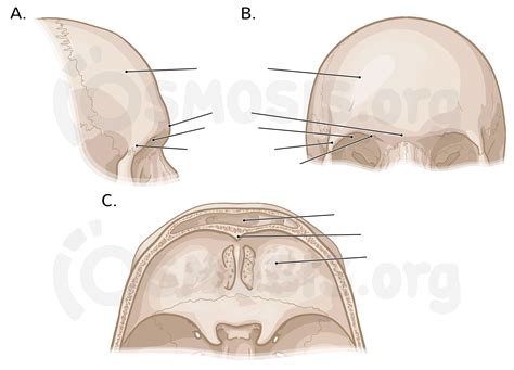 Bones of the cranium | Osmosis
