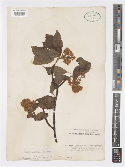 Thomsonaria paniculata (T.T.Yu & H.T.Tsai) Rushforth | Plants of the ...