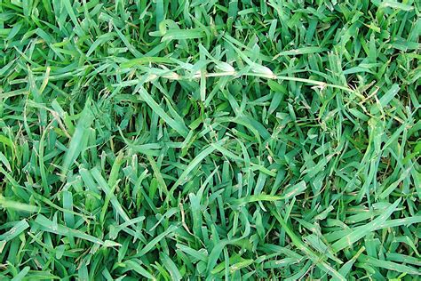 Is Fall A Good Time to Plant Centipede Grass? - Gardening Latest